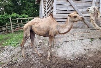 Депутат Госдумы Бурматов взял на контроль ситуацию с умирающими от голода верблюдами в Сочи