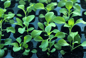 Как вырастить крепкую рассаду: от семян до посадки