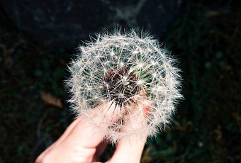 Сила земли: корень этого растения борется с опухолями и диабетом