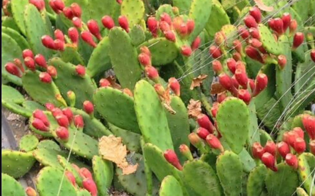 Опунция, которую можно вырастить в открытом грунте