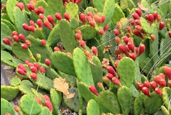 Опунция, которую можно вырастить в открытом грунте