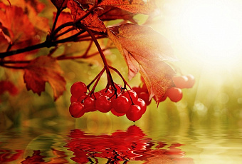 Очищение легких травами: напитки, которые облегчат дыхание