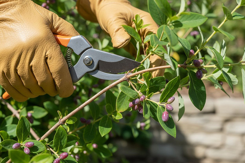 Правильная обрезка жимолости для крупных ягод и здорового куста