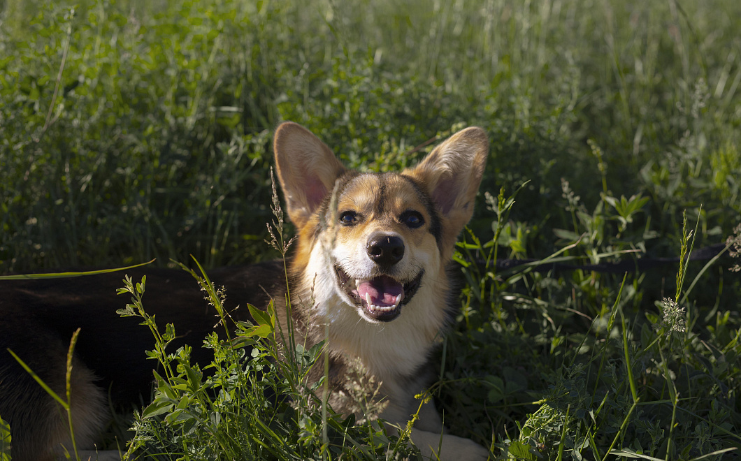 «Известия»: штраф за жестокое обращение с животными могут повысить до 1 млн рублей