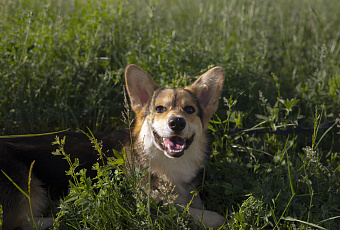 «Известия»: штраф за жестокое обращение с животными могут повысить до 1 млн рублей