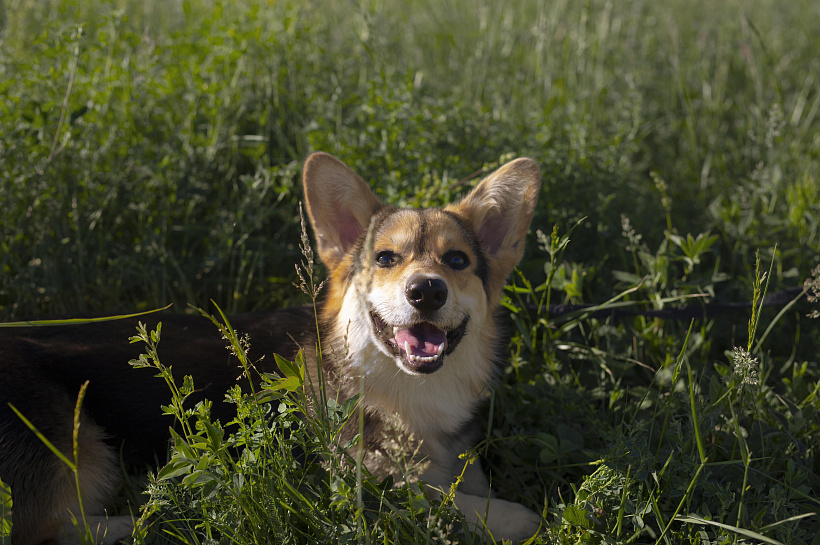 «Известия»: штраф за жестокое обращение с животными могут повысить до 1 млн рублей