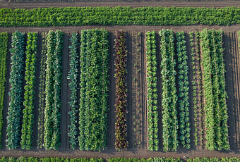 Пять проверенных схем севооборота для повышения урожая и сохранения плодородия почвы