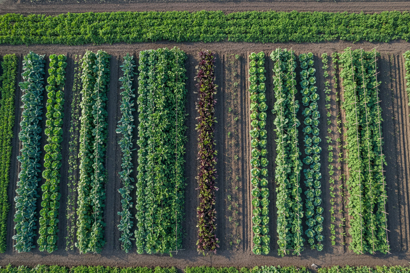 Пять проверенных схем севооборота для повышения урожая и сохранения плодородия почвы