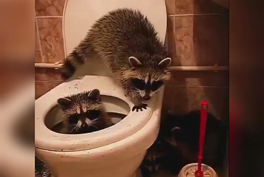 Плескались в унитазе, играли ершиком: еноты-сантехники напугали постояльцев гостиницы в Анапе