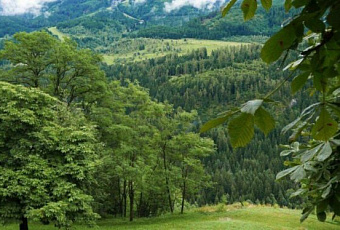 Ясеневая златка уничтожила 100 гектаров леса в восьми районах Кубани