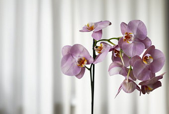 Орхидея в доме: тонкости ухода за экзотическим цветком