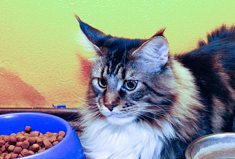 Я такое не ем: как кошки выбирают себе еду