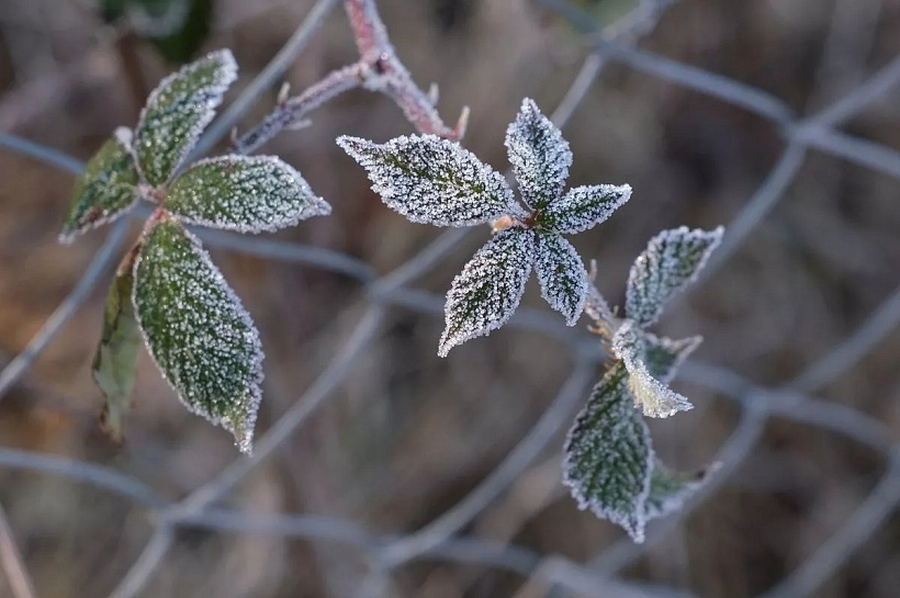 Заморозки до -2 градусов вернутся в Краснодарский край в ближайшие ночи