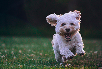 В России предлагают ввести многотысячный штраф за самовыгул собак