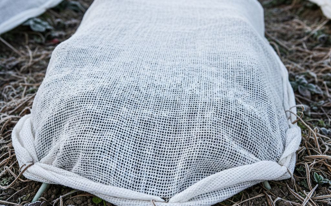 Когда и кому нужно укрывать клубнику на зиму для защиты от морозов