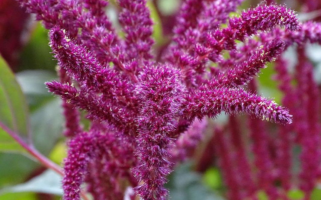 Вот тебе и лисий хвост: удивительные свойства амаранта