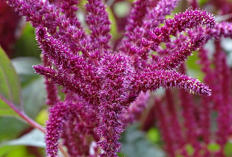 Вот тебе и лисий хвост: удивительные свойства амаранта