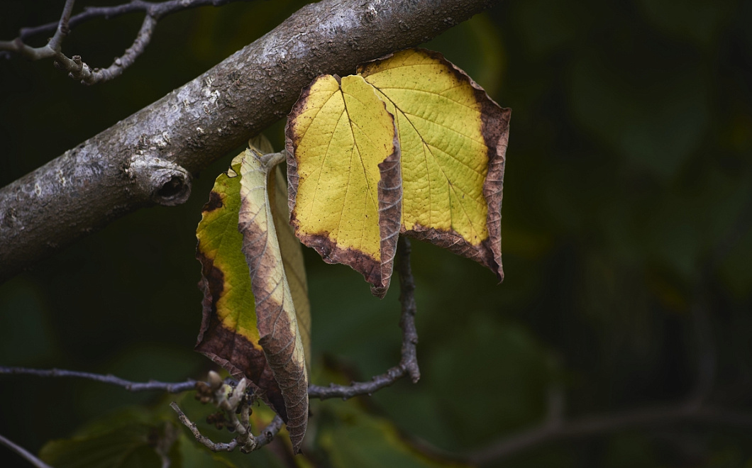 Сильный ветер повалил дерево на мужчину в Краснодарском крае