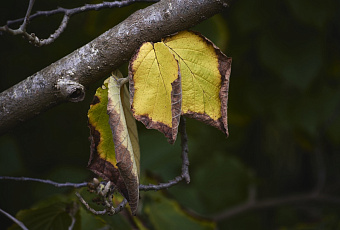 Сильный ветер повалил дерево на мужчину в Краснодарском крае