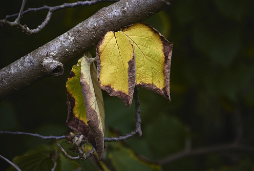 Сильный ветер повалил дерево на мужчину в Краснодарском крае