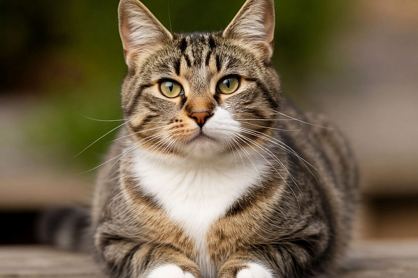 В Подмосковье назвали самые необычные клички домашних животных