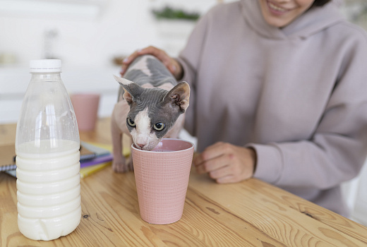Не для угощений: какие продукты лучше спрятать от кошки