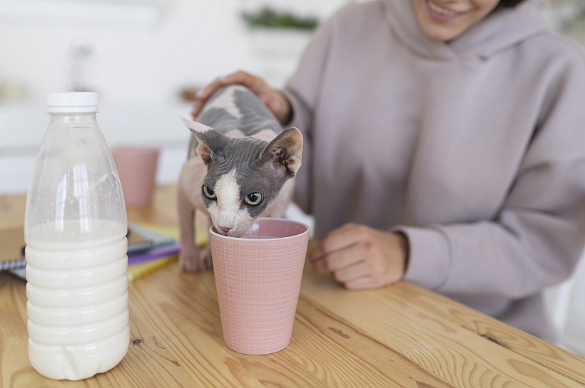 Не для угощений: какие продукты лучше спрятать от кошки