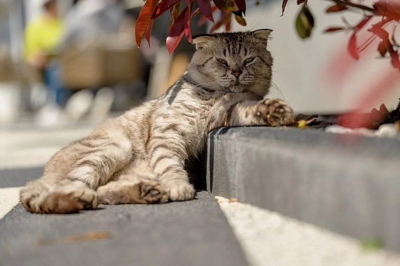 Синоптики прогнозируют прохладнее обычного погоду в Краснодарском крае