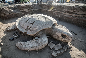 Учёные нашли останки гигантской черепахи архелон возрастом 70 миллионов лет