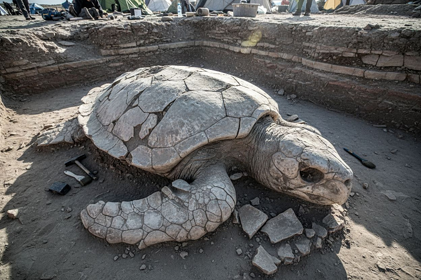 Учёные нашли останки гигантской черепахи архелон возрастом 70 миллионов лет