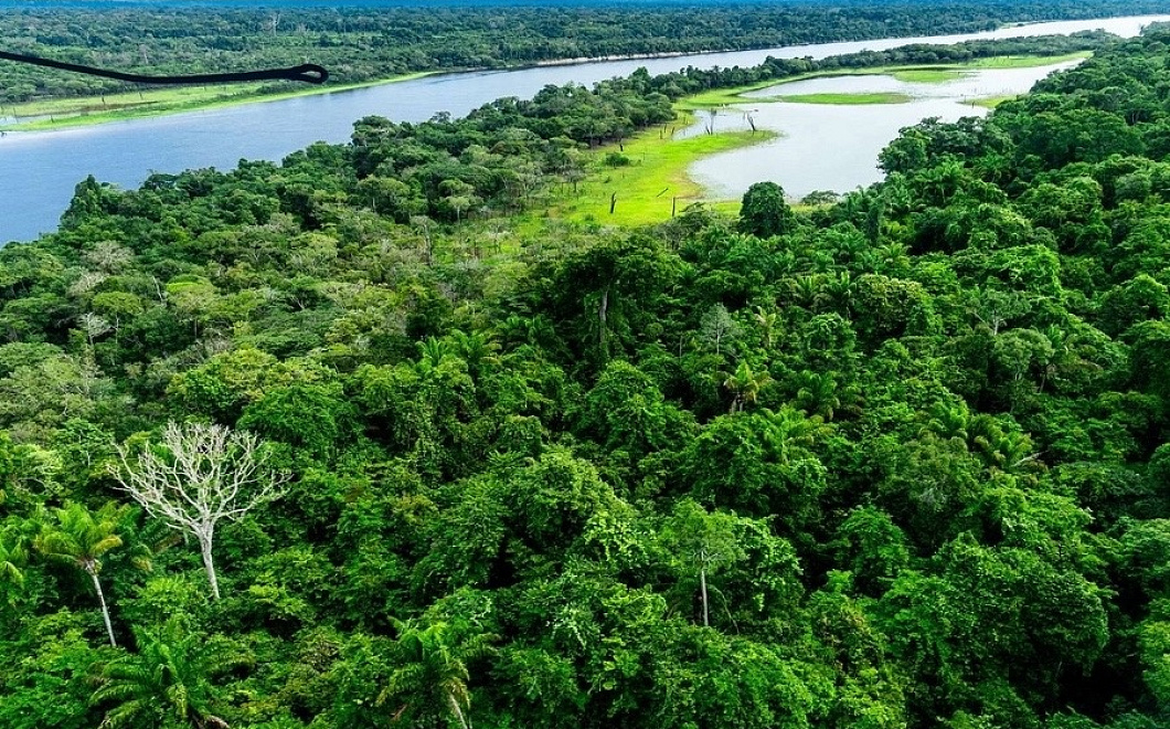 Самый большой тропический лес в мире находится на грани исчезновения