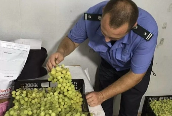 В Краснодарский край не пустили более 20 тонн зараженного вредителем винограда из Египта 