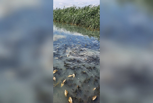 В Брюховецком районе опровергли массовую гибель рыбы