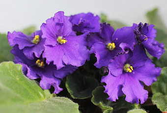 Выбираем здоровые комнатные цветы: пять правил, которые помогут избежать обмана продавцов