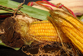 Кукурузные рыльца: секретное средство народной медицины для похудения 