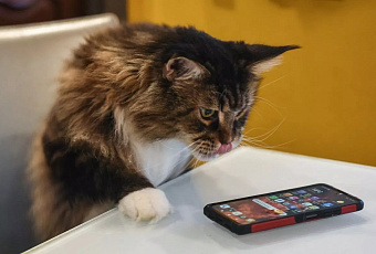 Эксперт назвал схемы мошенников перед 23 Февраля: фейковые фонды и поддельные сайты