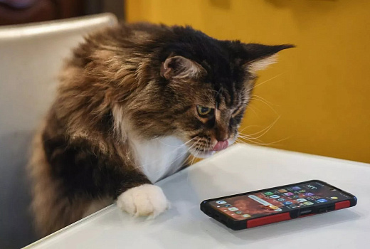 Эксперт назвал схемы мошенников перед 23 Февраля: фейковые фонды и поддельные сайты