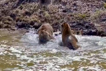 Тигры открыли купальный сезон в Подмосковье