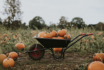 Выращиваем тыкву: секреты хорошего урожая