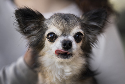 В Госдуме предложили добавить ротвейлеров и алабаев в список опасных пород собак