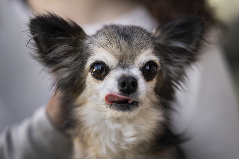 В Госдуме предложили добавить ротвейлеров и алабаев в список опасных пород собак