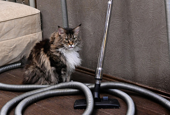 Почему коты боятся пылесоса и что с этим делать