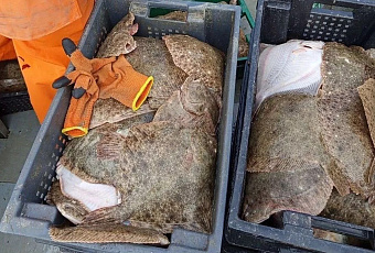 Как осолонение Азовского моря изменило рыболовство за последние десять лет