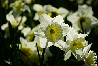 Нежность в каждом лепестке: как ухаживать за нарциссами