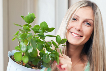 Хирург без ножа: живительное каланхоэ