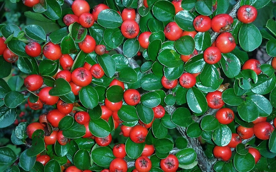 Ягода красоты: брусника дарит молодость коже