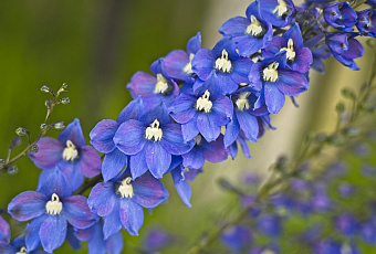 Посадите дельфиниум: роскошный цветок, о котором напрасно забыли