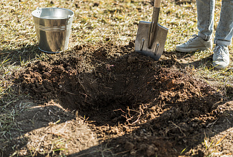 Война за урожай: проверенные способы прогнать кротов с участка 