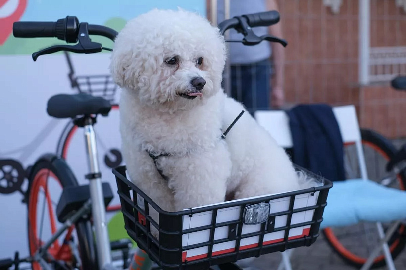 Сочи вошёл в топ-3 направлений для отдыха с питомцами в декабре 2025