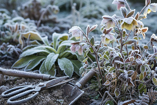 5 многолетников, которые не перенесут зиму в открытом грунте
